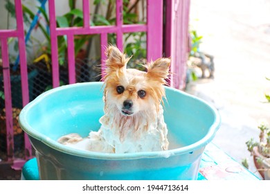 Adorable Little Pomeranian Dog Bathing In Blue Plastic Basin At Home, Pink Door Fence Background, Cute Pet Wet Cleaning Ear Up Look At Camera, Colourful Natural Comfortable Location