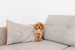 Adorable Little Puppy English Cocker Spaniel Lying On Coach Pillow With Embroidered Letters Home