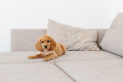 Adorable Little Puppy English Cocker Spaniel Lying On Coach Pillow With Embroidered Letters Home
