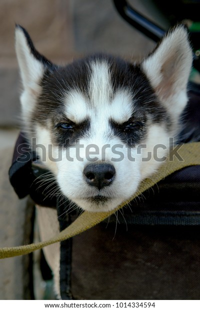 husky tricycle