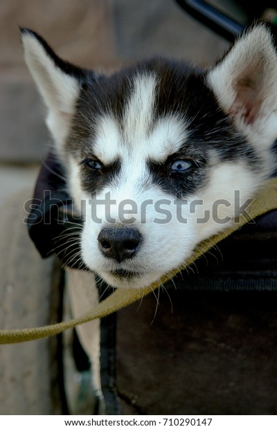 husky tricycle