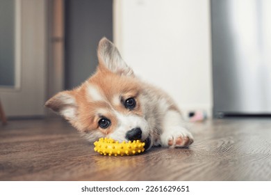 adorable little puppy welsh corgi pembroke laying on the floor and play with toy - Shutterstock ID 2261629651