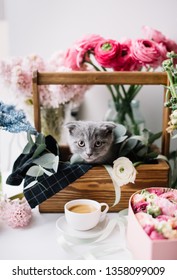 Adorable little scottish fold kitty sitting in a wooden box, smelling some fresh morning espresso coffee in a white cup with blossoming flowers in vases on the background 