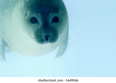 Adorable Little Seal Swimming Under Water