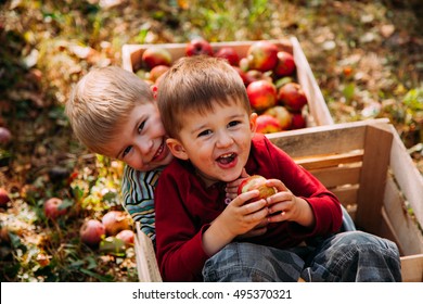 Adorable Little Two Baby Boys Picking Fresh Ripe Apples In Fruit Orchard.  Family Fun During Harvest Time On A Farm. Kids Playing In Autumn Garden