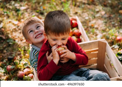 Adorable Little Two Baby Boys Picking Fresh Ripe Apples In Fruit Orchard. Family Fun During Harvest Time On A Farm. Kids Playing In Autumn Garden