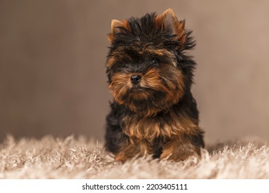 Adorable Little Yorkie Dog On Brown Background Looking Away 