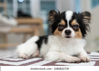 Adorable long/short hair chihuahua dog sleepy lying on mat with home living room background. Beautiful mark with black,brown and white color. Nap or sleeping dog resting on weekend or holiday concept. - Powered by Shutterstock
