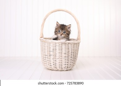 Adorable Maincoon Kitten With Big Eyes In Basket