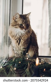 Adorable Maine Coon Cat Near Christmas Decorations, Domestic Cat Sitting Near Window And Christmas Wreath With Garland Lights