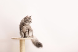Adorable Maine Coon On Cat Tree Near Light Wall At Home. Space For Text