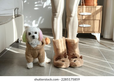 Adorable maltese dog in a bear costume sitting by her female owner wearing fluffy deer slippers. Close up, copy space, background, cropped shot.