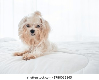 Adorable Maltese Pedigree Puppy Pet Has White Beige Long Hair Fur Staying And Waiting Alone After Playing With Another Animal Friends By Calm And Peaceful Mind On Blanket Topper Bed At Apartment