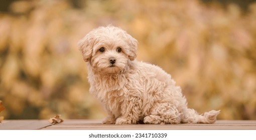 Adorable Maltese and Poodle mix Puppy or Maltipoo dog in the park. Autumn Fall season