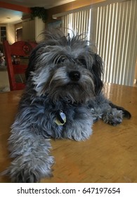 An Adorable Malti-poo