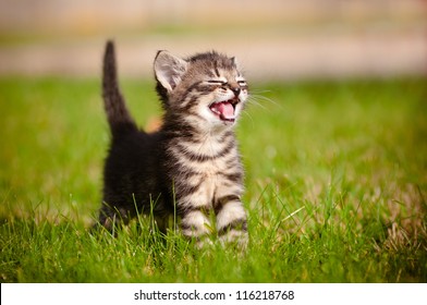 adorable meowing tabby kitten outdoors