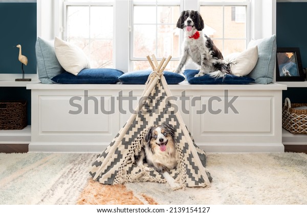 adorable mini aussie lying down in teepee for\
dogs with pretty springer spaniel on window seat - cute miniature\
australian shepherd in dog bed\
tent