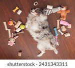 adorable mini aussie surrounded by dog toys lies contentedly on wood flooring with belly up and tongue out