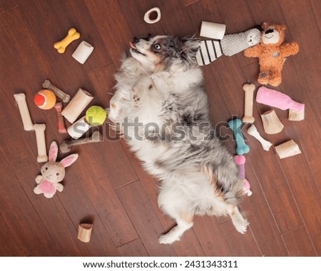 adorable mini aussie surrounded by dog toys lies contentedly on wood flooring with belly up and tongue out