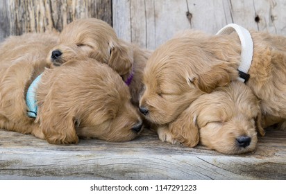 Adorable Mini Golden Doodle Puppies With Barn Wood Back Drop.