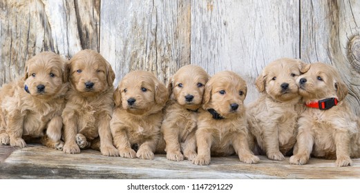 Adorable Mini Golden Doodle Puppies With Barn Wood Back Drop.