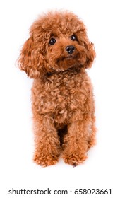 Adorable Mini Toy Poodle with Golden Brown Fur on a white background
