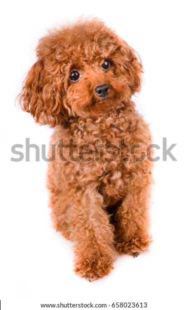 available tiny toy poodle