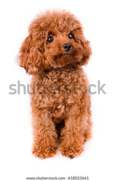 mini toy poodle