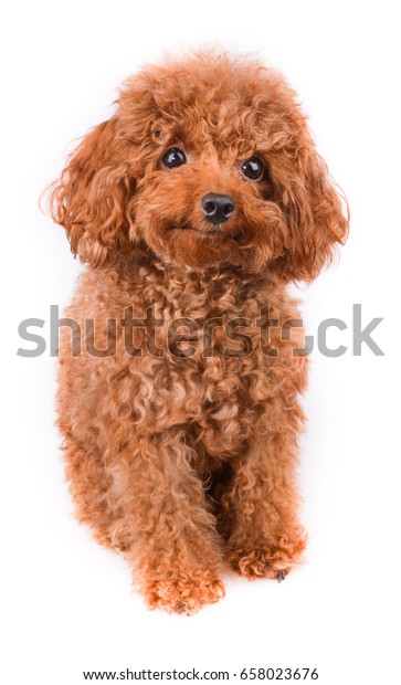 golden toy poodle