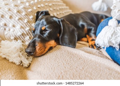 Miniature Dachshund Stock Photos Images Photography Shutterstock