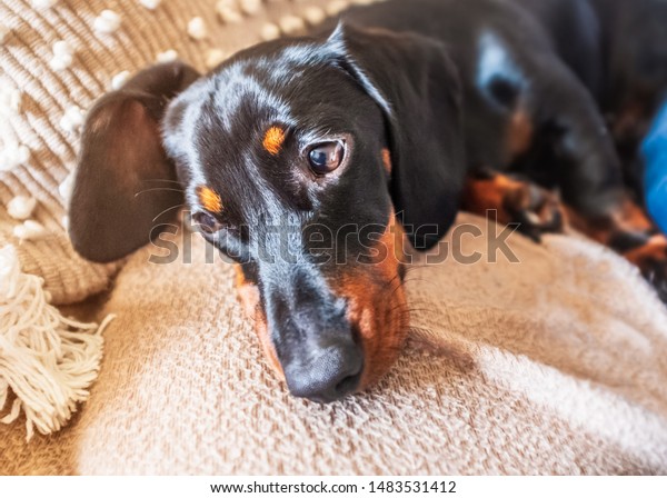 Adorable Miniature Dachshund Puppy Floppy Ears Stock Photo Edit