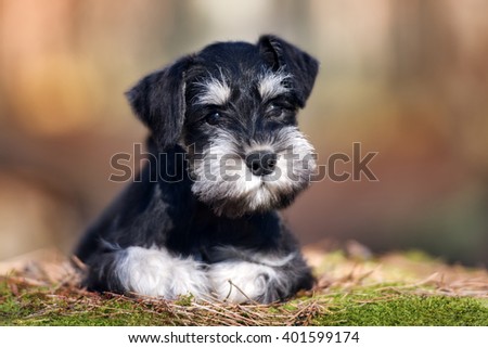 adorable miniature schnauzer puppy lying down outdoors