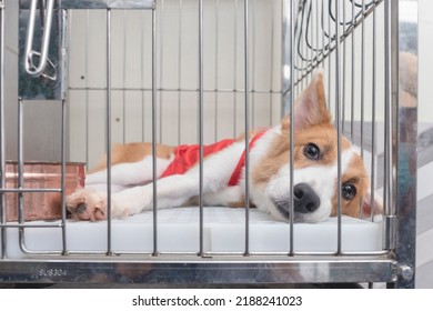 An Adorable Mixed Breed Dog With A White And Orange Fur And Wearing A Red Shirt Lying Inside Her Cage After A Grooming Service At A Pet Salon. Waiting For Her Owner.