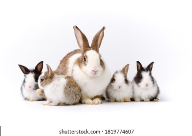 Adorable Mother With Four Baby Rabbits Portraiton Isolated On White Background. Pet Animal Family Concept.