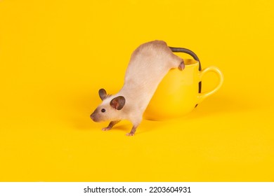 Adorable mouse climbing out of a yellow cup on a yellow background - Shutterstock ID 2203604931