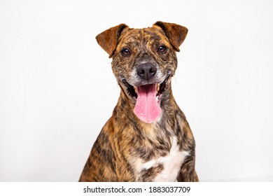 Adorable Mutt Dog In White Background. Isolated Pet, Happy Dog With Tongue Out