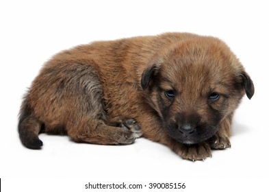 Adorable Mutt Puppy Dog Isolated On Stock Photo 390085156 | Shutterstock