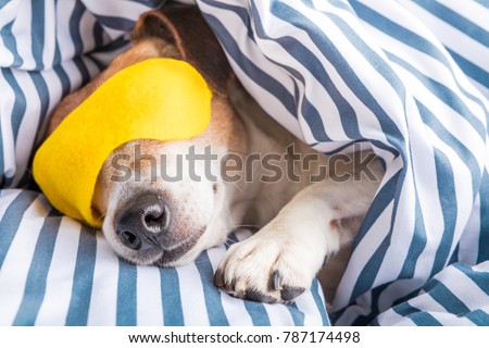 adorable napping dog in striped white and blue bed linen. Yellow bright sleeping mask. Good night, have good sleep
