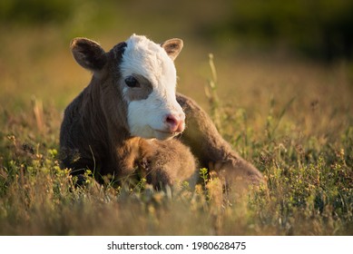 An adorable newborn calf lies on a sunlit meadow. Sunny colorful morning. Close-up. The calf lies sideways. Free grazing. Natural background.