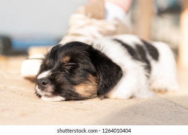 Adorable Newborn puppy dog 7.5 weeks old is sleeping next to a shoe