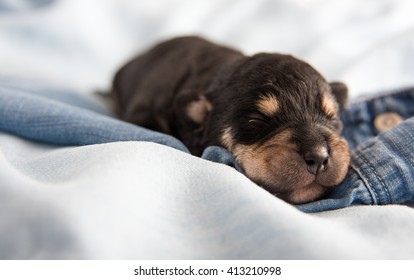 Adorable Newborn Puppy Sleeping