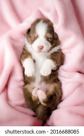175 576件の 寝てる 犬 の画像 写真素材 ベクター画像 Shutterstock
