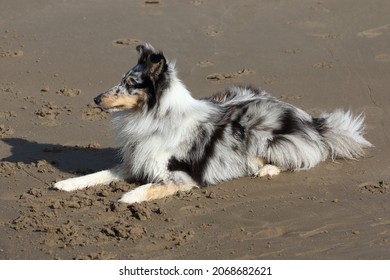 An Adorable One Year Old Blue Merle Shetland Sheepdog Laying Down On A Sandy Beach In West Wales, UK. 