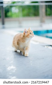 Adorable Orange Cat Walking By The Pool At The House The Cute Pet Walks Relaxing In The Area Around The House