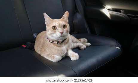 An Adorable Orange Cat Who Lying Alone On Passenger Seat Without Carrier Inside The Car When Travel With Owner On Summer