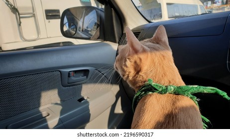 An Adorable Orange Cat Who Standing Alone On Passenger Seat Without Carrier Inside The Car When Travel With Owner On Summer