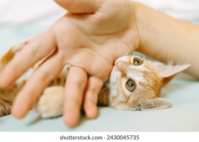 An adorable orange kitten lying on its back playfully nibbling on a human's finger, showcasing a moment of trust and play.