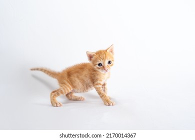 Adorable Orange Tabby Cat Looking At The Camera, With Each Paw To The Side Due To His Young Age.
It Is A Studio Photograph With Flashes And A Completely White Background.