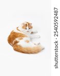 An adorable orange and white cat is leisurely relaxing on a wonderfully soft surface