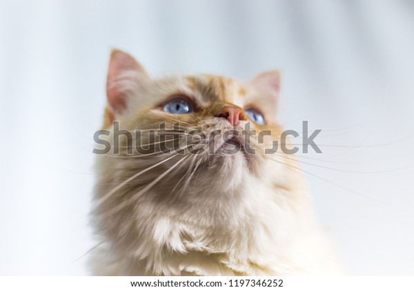 Adorable Orange White Fluffy Cat Looking Royalty Free Stock Image